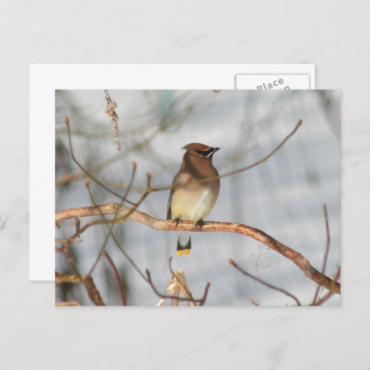 Winter Waxwing Wildlife Nature Photo Personalized Postkarte (Vorne/Hinten)