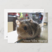Winter-weiße Hamster-Postkarte Postkarte (Vorne/Hinten)