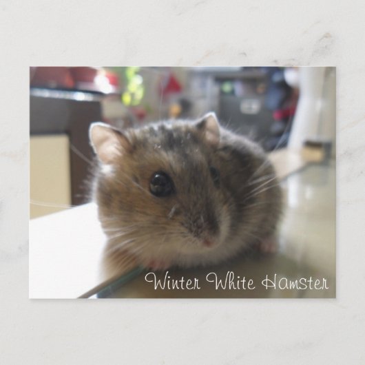 Winter-weiße Hamster-Postkarte Postkarte (Vorderseite)