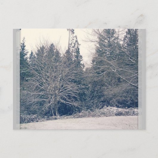 Winter White Postkarte (Vorderseite)