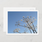 Winter-Wildblumen Postkarte (Vorne/Hinten)