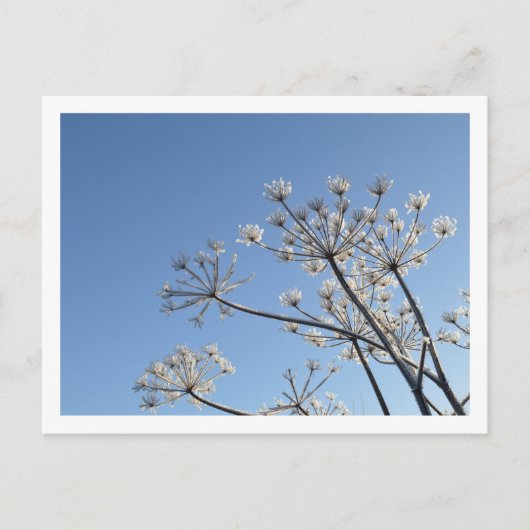Winter-Wildblumen Postkarte (Vorderseite)