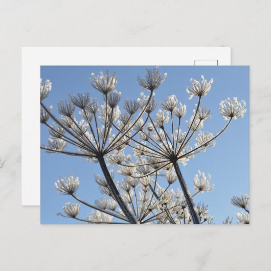 Winter-Wildblumen Postkarte (Vorne/Hinten)
