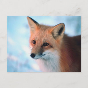 Winter Wildlife Postkarte