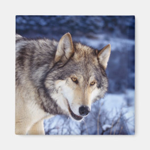 Winter Wolf 2 Magnet