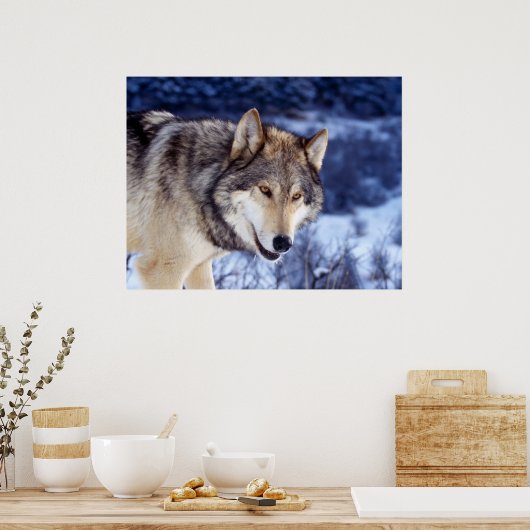Winter Wolf 2 Poster (Küche)