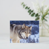 Winter Wolf 2 Postkarte (Stehend Vorderseite)