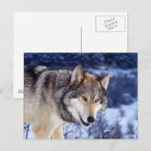 Winter Wolf 2 Postkarte (Vorne/Hinten)