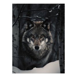 Winter Wolf Gaze Poster