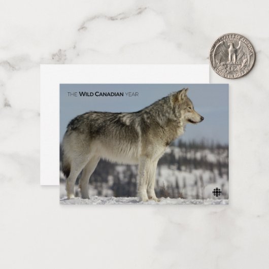 Winter - Wolf Mitteilungskarte (Vorderseite/Rückseite Beispiel)