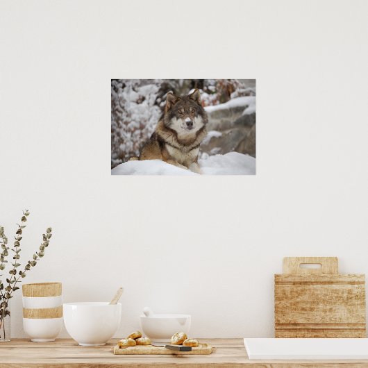 Winter Wolf Poster (Küche)
