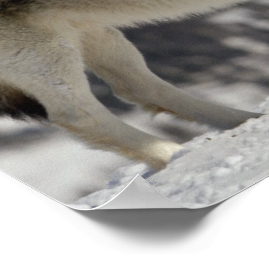 Winter - Wolf Poster (Ecke)