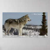 Winter - Wolf Poster (Vorne)