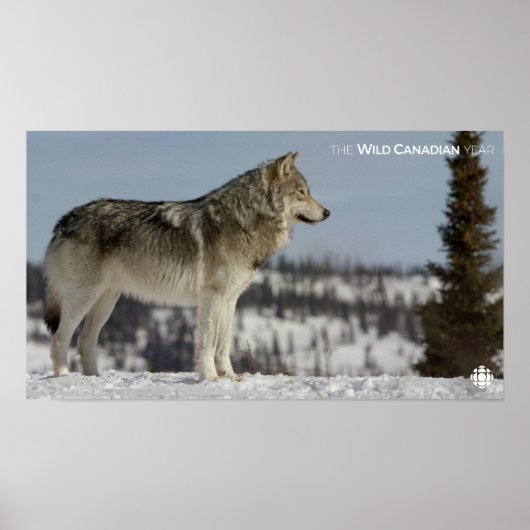 Winter - Wolf Poster (Vorne)