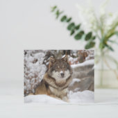 Winter Wolf Postkarte (Stehend Vorderseite)