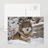Winter Wolf Postkarte (Vorne/Hinten)