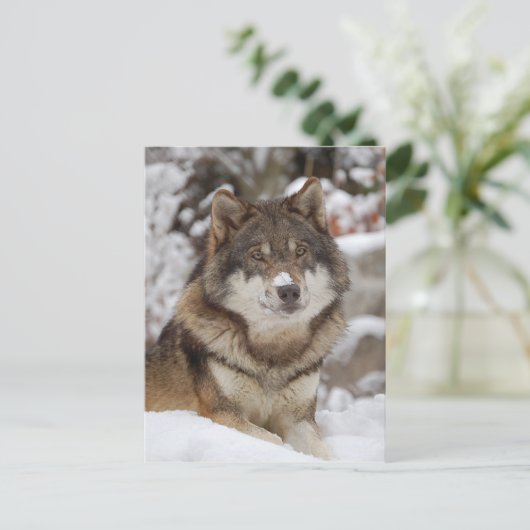 Winter Wolf Postkarte (Stehend Vorderseite)