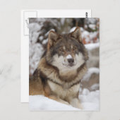 Winter Wolf Postkarte (Vorne/Hinten)
