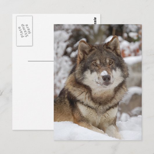 Winter Wolf Postkarte (Vorne/Hinten)