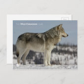 Winter - Wolf Postkarte (Vorne/Hinten)