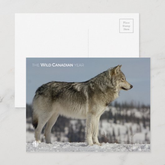 Winter - Wolf Postkarte (Vorne/Hinten)