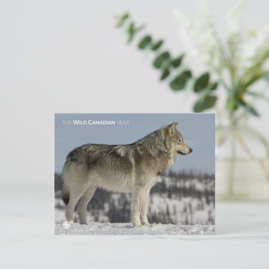 Winter - Wolf Postkarte (Stehend Vorderseite)