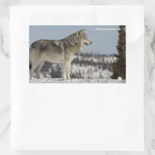 Winter - Wolf Rechteckiger Aufkleber (Tasche)