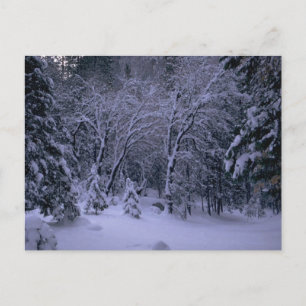 Winter Wonderland Post Card Postkarte