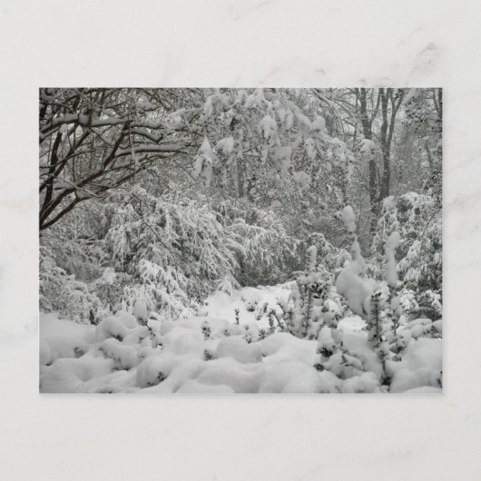 Winter Wonderland Woods im Schnee-Foto Postkarte (Vorderseite)