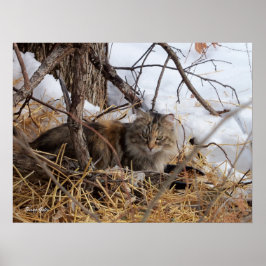 Winter Woodland Ferse Cat Print Poster