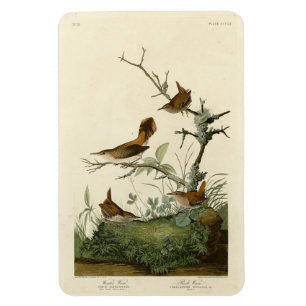 Winter Wren, Rock Wren, Audubons Vögel von Amerika Magnet