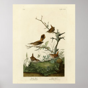 Winter Wren, Rock Wren, Audubons Vögel von Amerika Poster