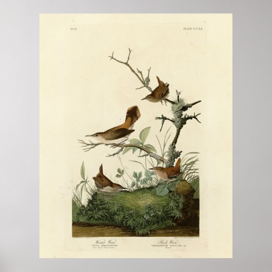 Winter Wren, Rock Wren, Audubons Vögel von Amerika Poster (Vorne)