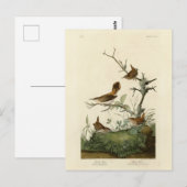 Winter Wren, Rock Wren, Audubons Vögel von Amerika Postkarte (Vorne/Hinten)