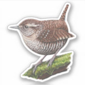 Winter Wren Sticker (Vorderseite)