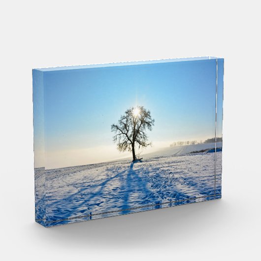 Winterbaum bei Sonnenaufgang - - Fotoblock (Links)