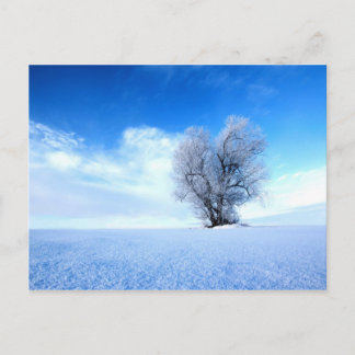 Winterbaum Postkarte
