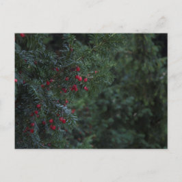 Winterbaum Postkarte