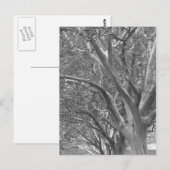 Winterbaum Postkarte (Vorne/Hinten)