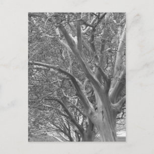 Winterbaum Postkarte
