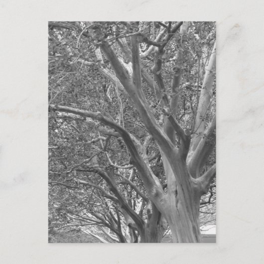 Winterbaum Postkarte (Vorderseite)