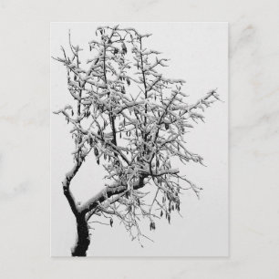 Winterbaum-Postkarte Postkarte