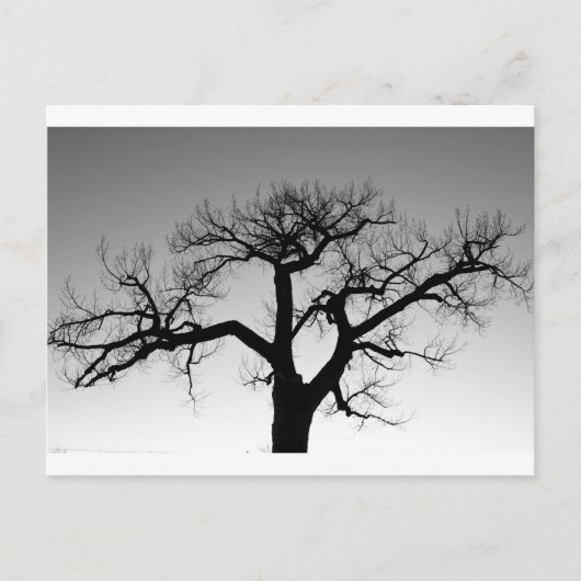 Winterbaum-Silhouette Postkarte (Vorderseite)
