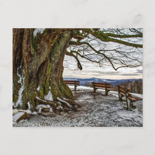 Winterbaum und Bänke Postkarte (Vorderseite)