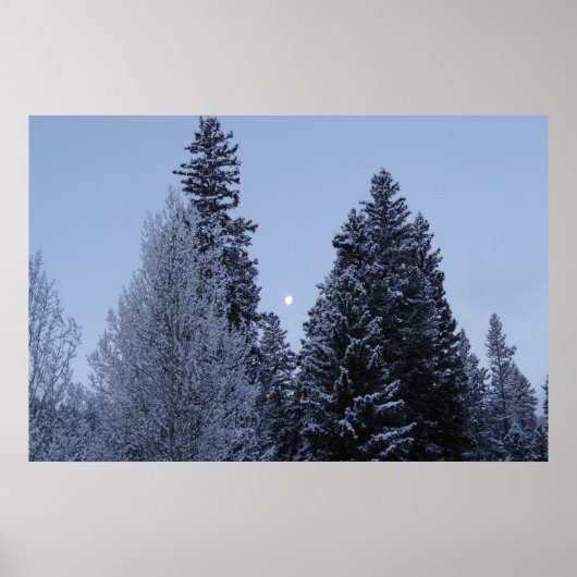 Winterbäume bei Morgengrauen Montana Landschaft Poster (Vorne)
