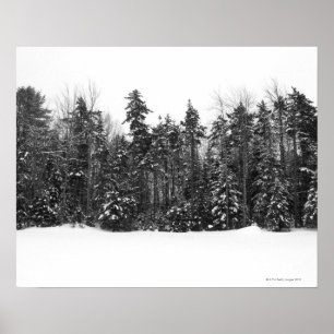 WinterBäume des Waldes bedeckt in fallendem Schnee Poster