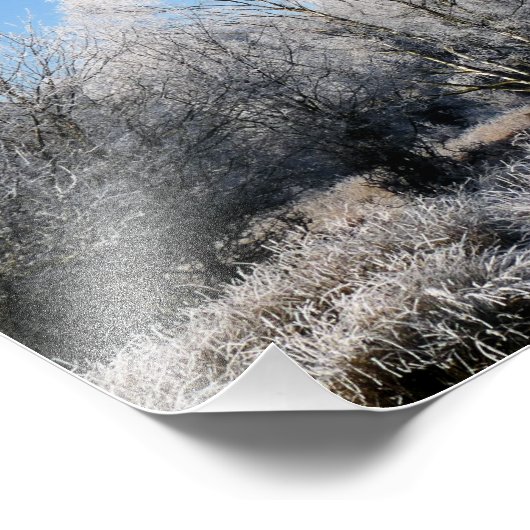 WINTERBÄUME FOTODRUCK (Ecke)