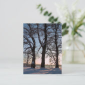 Winterbäume im blauen Himmelshintergrund Postkarte (Stehend Vorderseite)