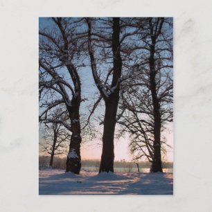 Winterbäume im blauen Himmelshintergrund Postkarte