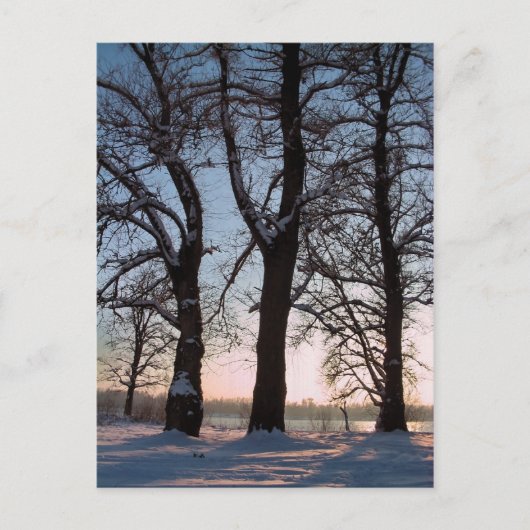 Winterbäume im blauen Himmelshintergrund Postkarte (Vorderseite)